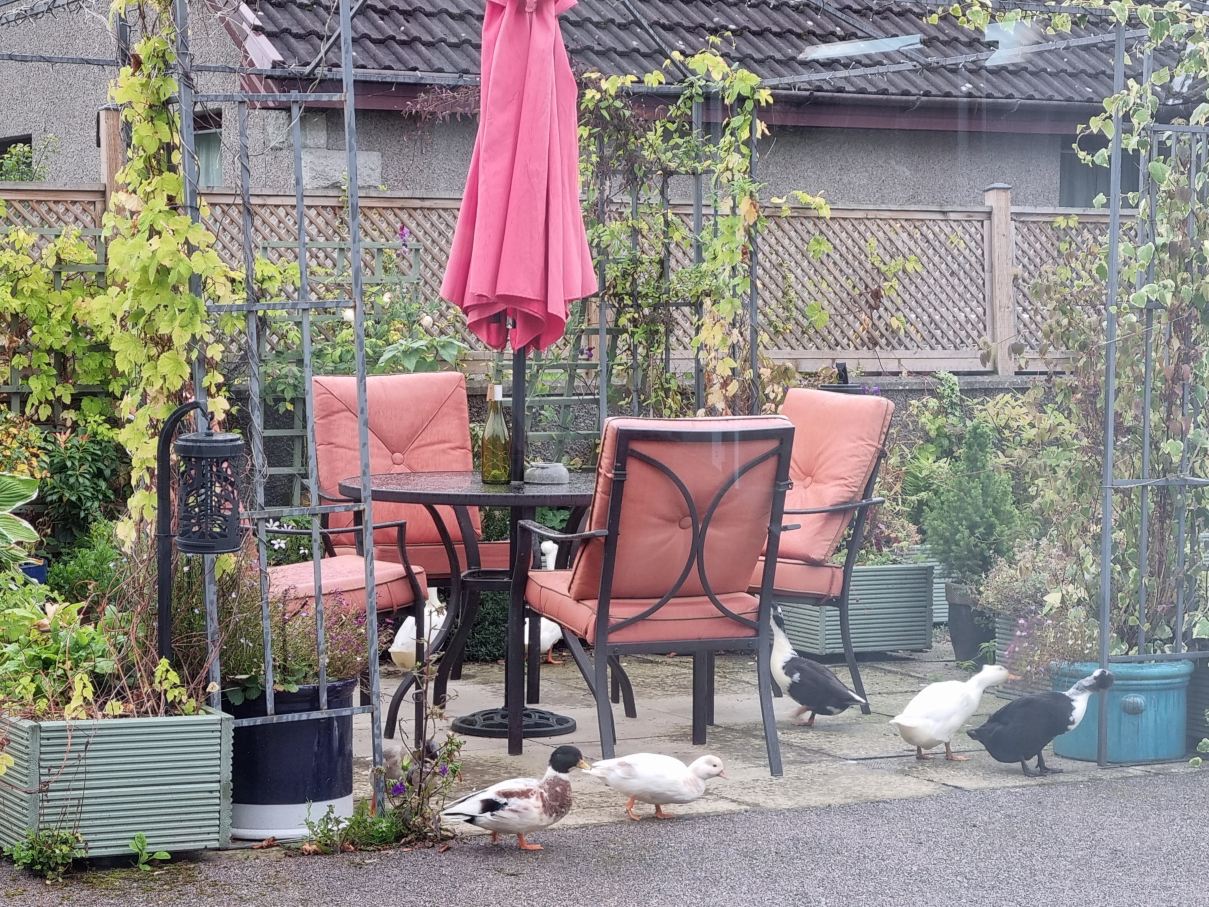 Beechwood Bed & Breakfast-旅行者