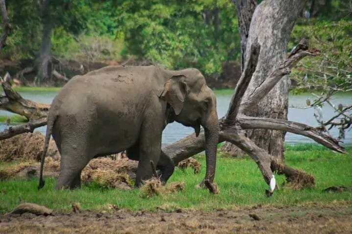 Wow Taxi With Duli-Welandagoda必去景点