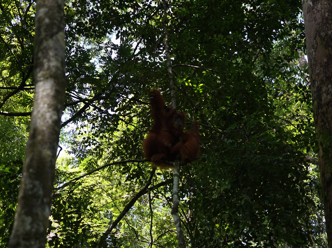 Sumatra Orangutan Explore-武吉拉旺必去景点