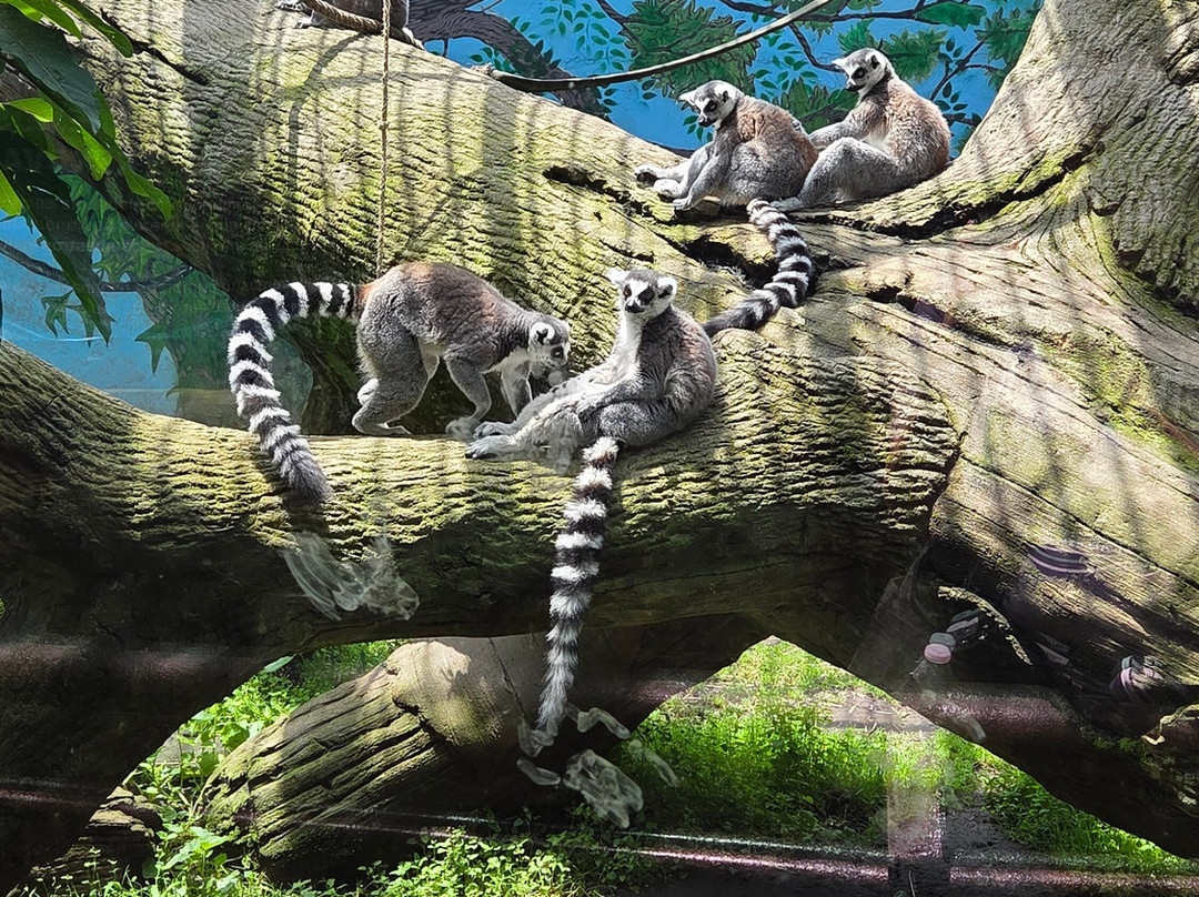 Zoológico de Chapultepec-墨西哥城必去景点