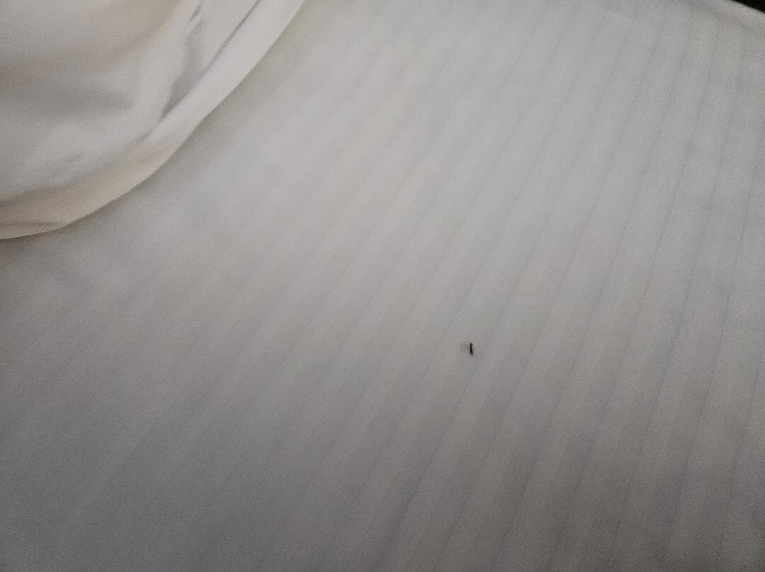 格伦罗斯拉昆塔温德姆套房酒店主图