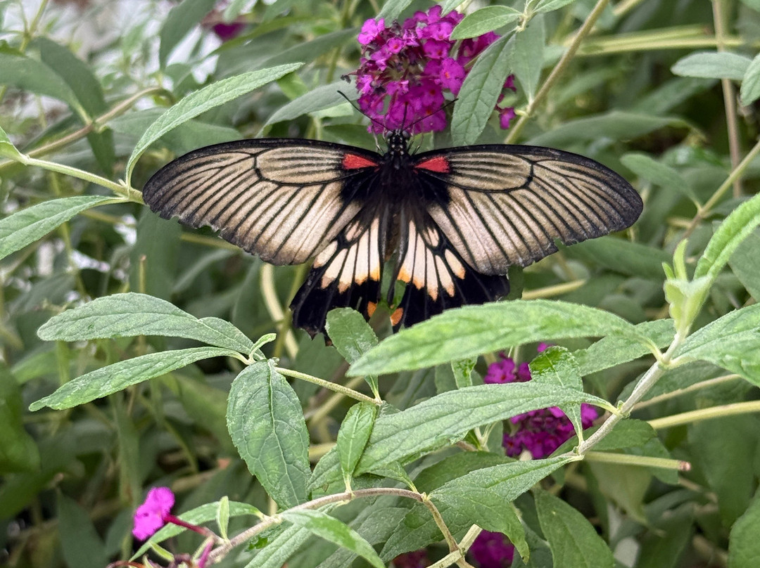 Newfoundland Insectarium-Reidville必去景点