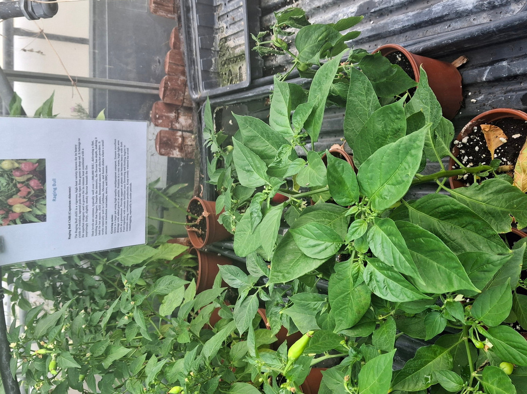 Edible Ornamentals-Chawston必去景点