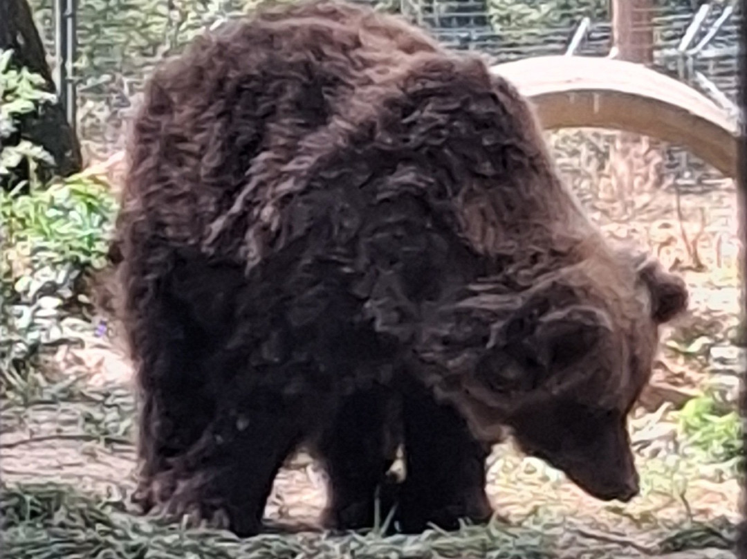 Libearty Bear Sanctuary Zarnesti-Zarnesti必去景点