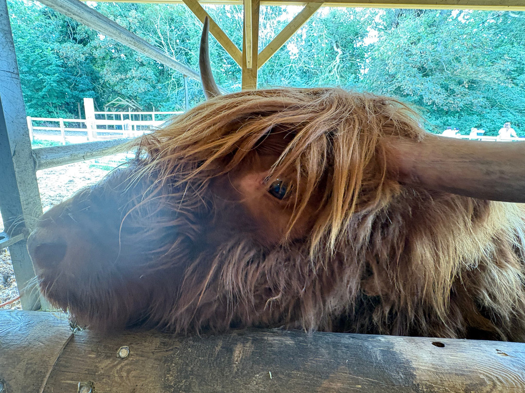Quex Adventure Farm Park-Birchington必去景点