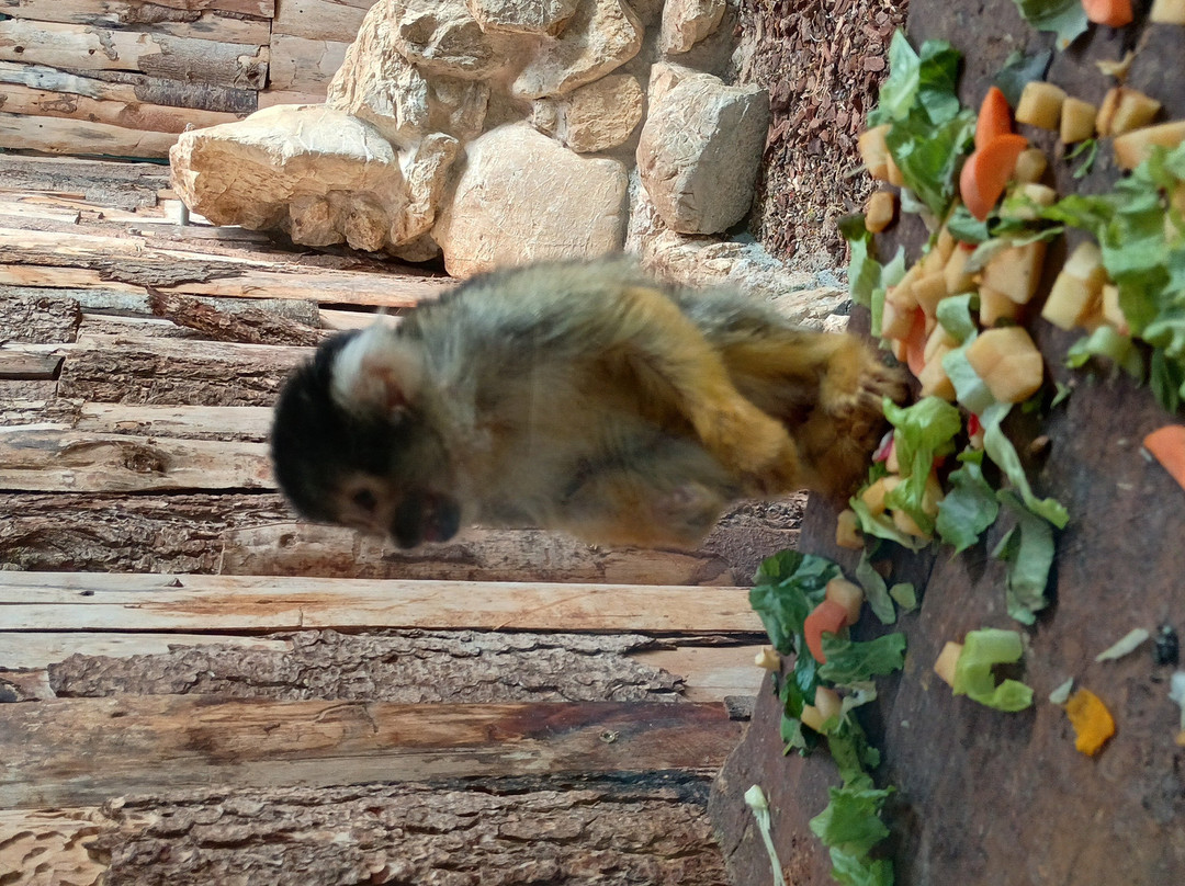 Zoo Delle Maitine-Pesco Sannita必去景点