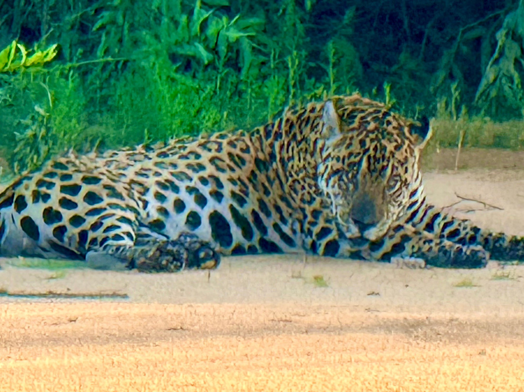 Pantanal Jaguar Safaris-Chapada dos Guimaraes必去景点