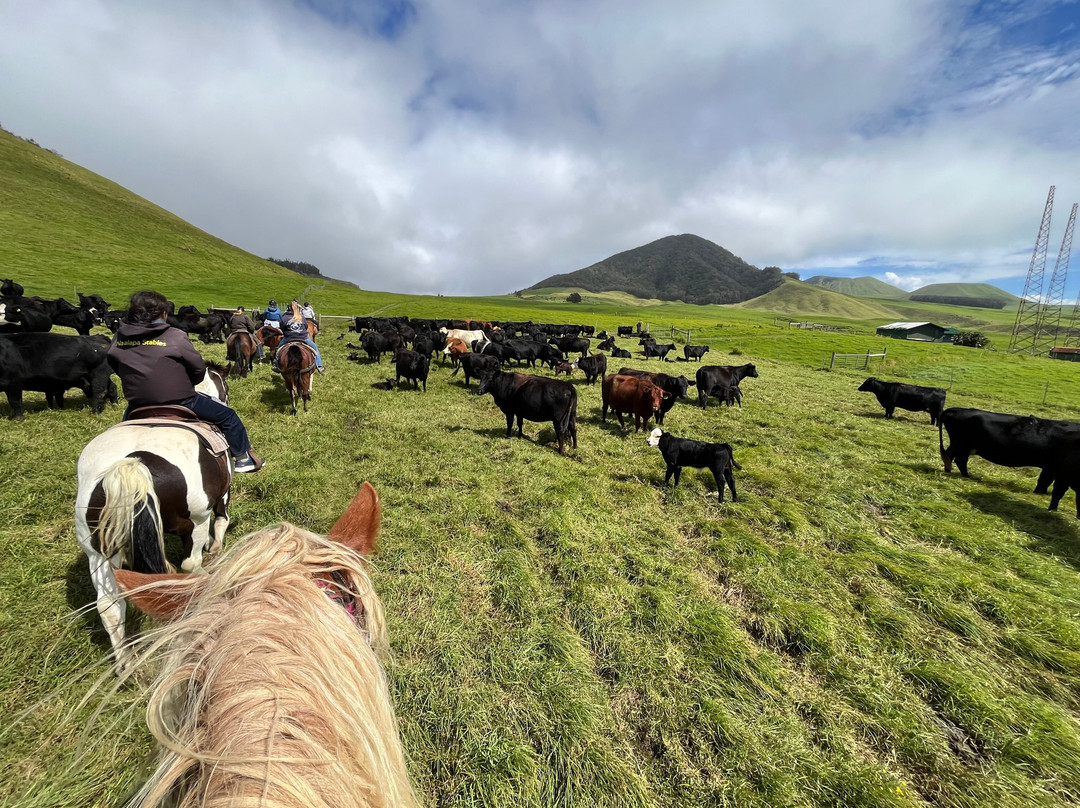 Na'alapa Stables - Kahua Ranch-卡慕也拉必去景点