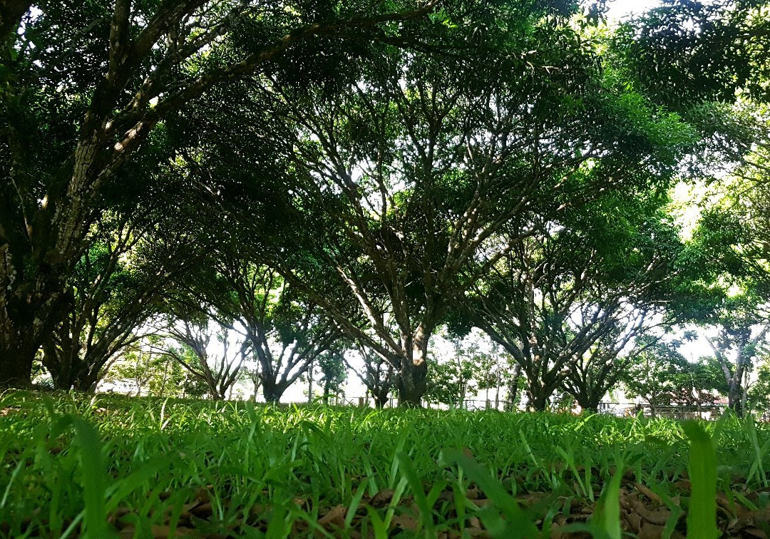Oro Verde Mango Plantation景点图片