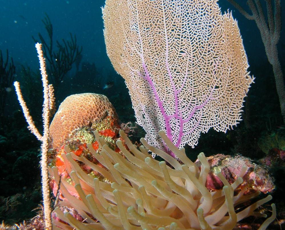 Las Antillas Diving Club景点图片