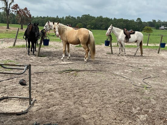 Orange Blossom Trail Rides-Dunnellon必去景点