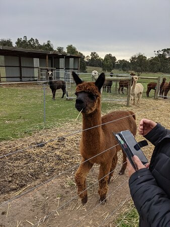 Redbank Alpacas景点图片