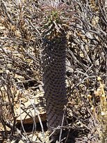 Montagu Nature Garden-蒙提古必去景点