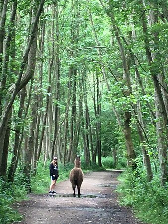 Llama Adventures景点图片