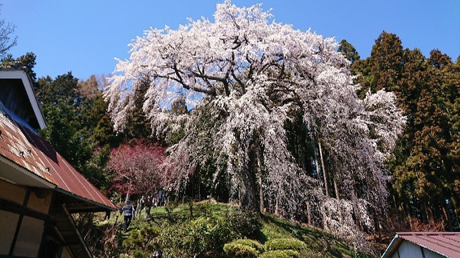 Uchide Cherry Blossom景点图片