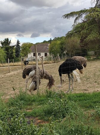 La Ferme aux Autruches "L'autruche rieuse"景点图片