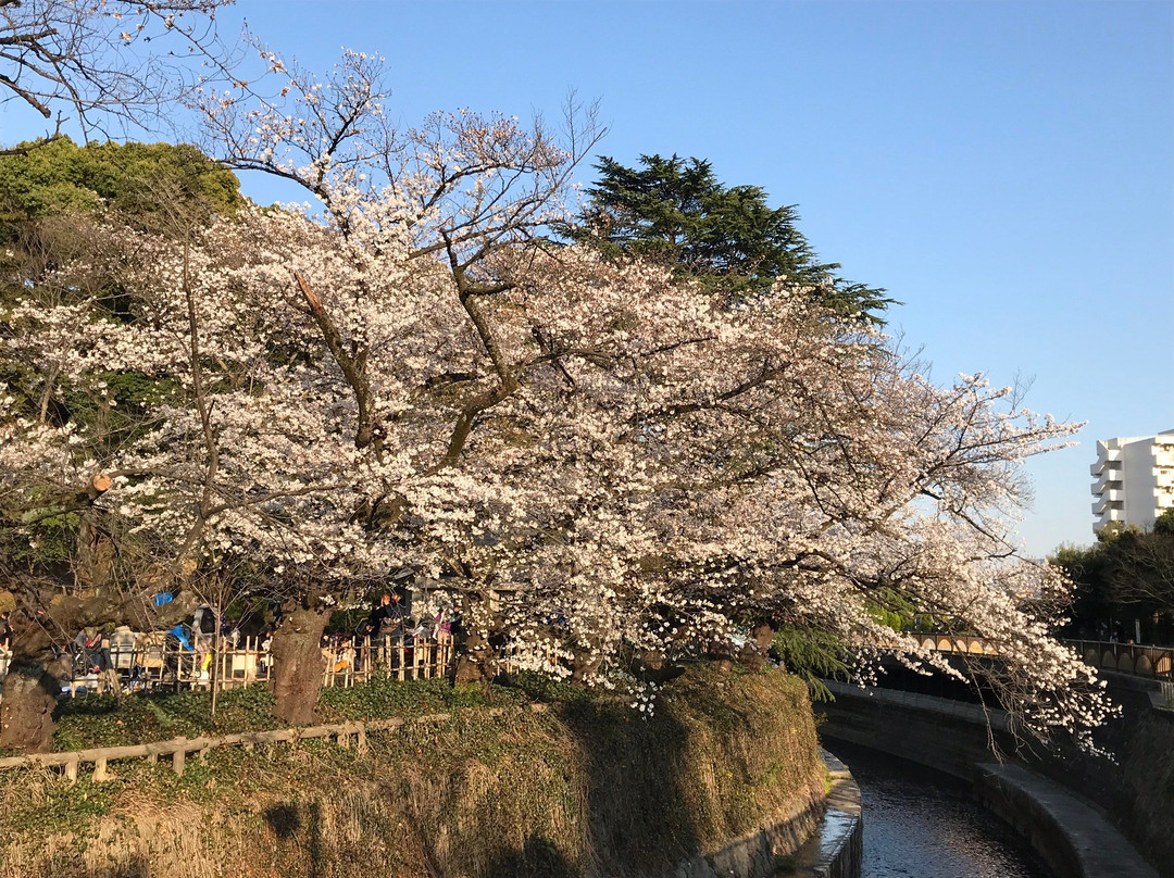 Nakano Dori Sakura Matsuri景点图片