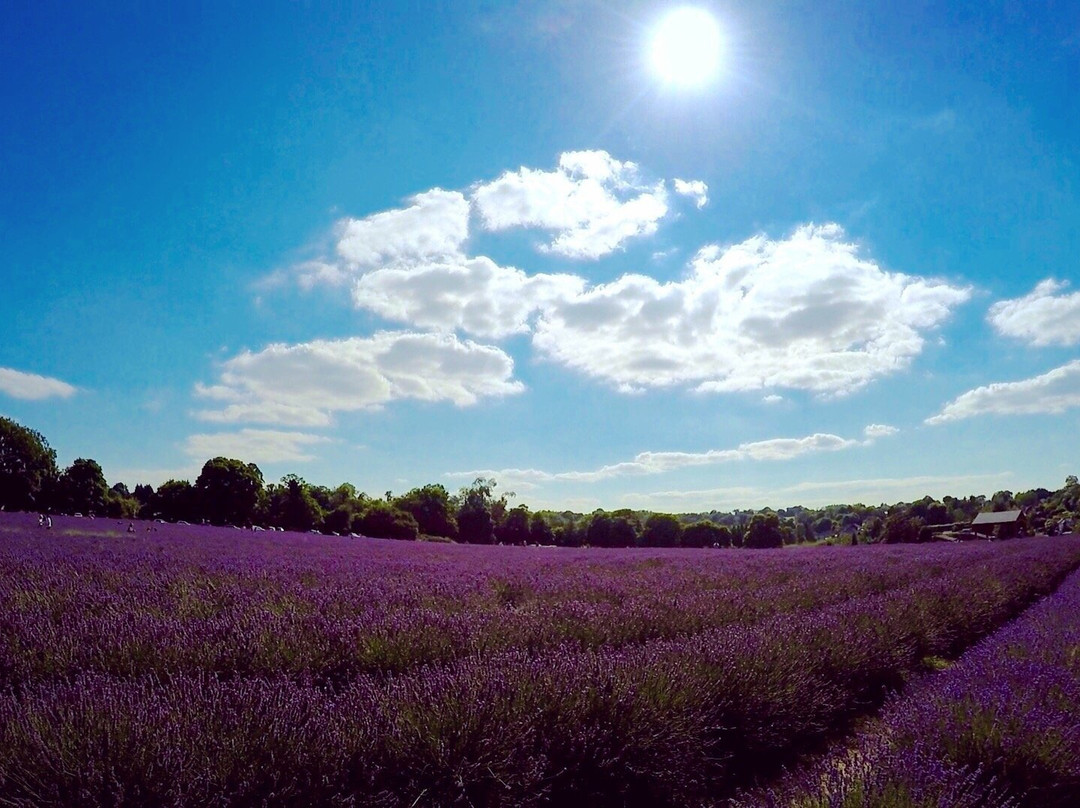 Banstead旅游攻略图片