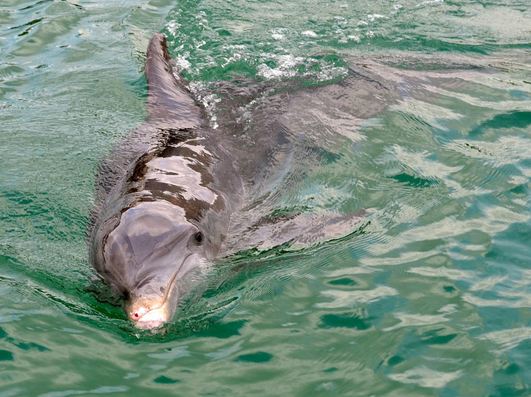 Coastal Wildlife Adventures - Dolphin And Snorkeling Tours景点图片