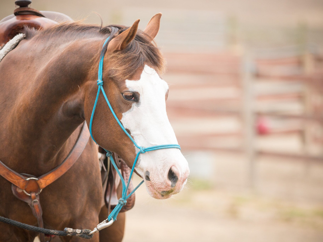 Horse N Around Trail Rides景点图片