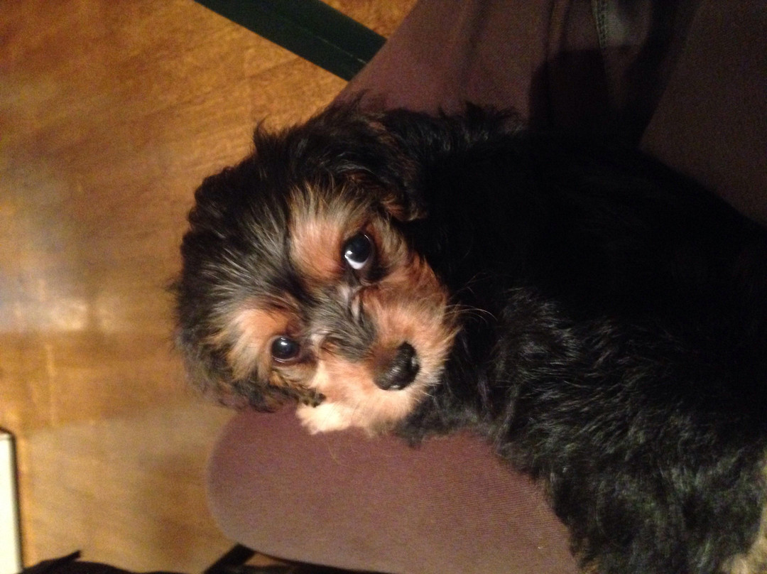 Berlin Pets-Millersburg必去景点