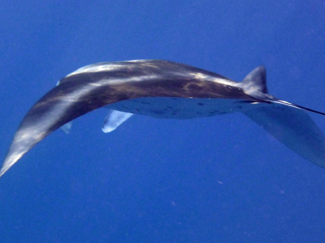 Wailea Boating Company-基黑必去景点