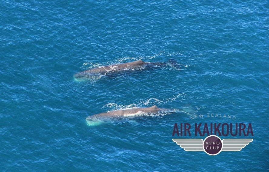 Air Kaikoura Aero Club-Kaikoura必去景点