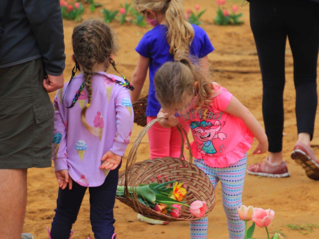 Texas Tulips-Pilot Point必去景点