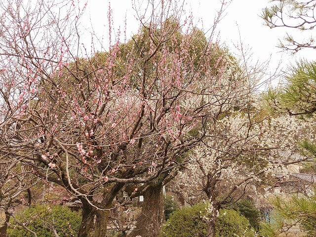 Bairin Park-岐阜市必去景点