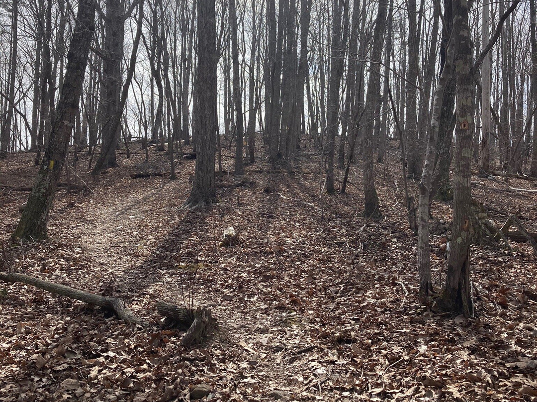 Uwharrie National Forest景点图片