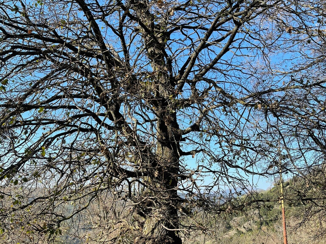 Chiesa Di San Michele-Esterzili必去景点