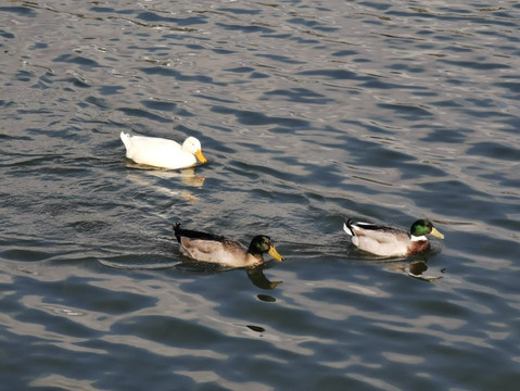 Embalse De Los Rosales-Galapagar必去景点