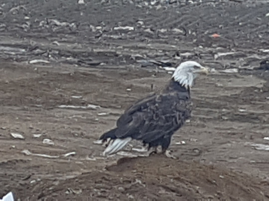 Executive Suites Inn主图