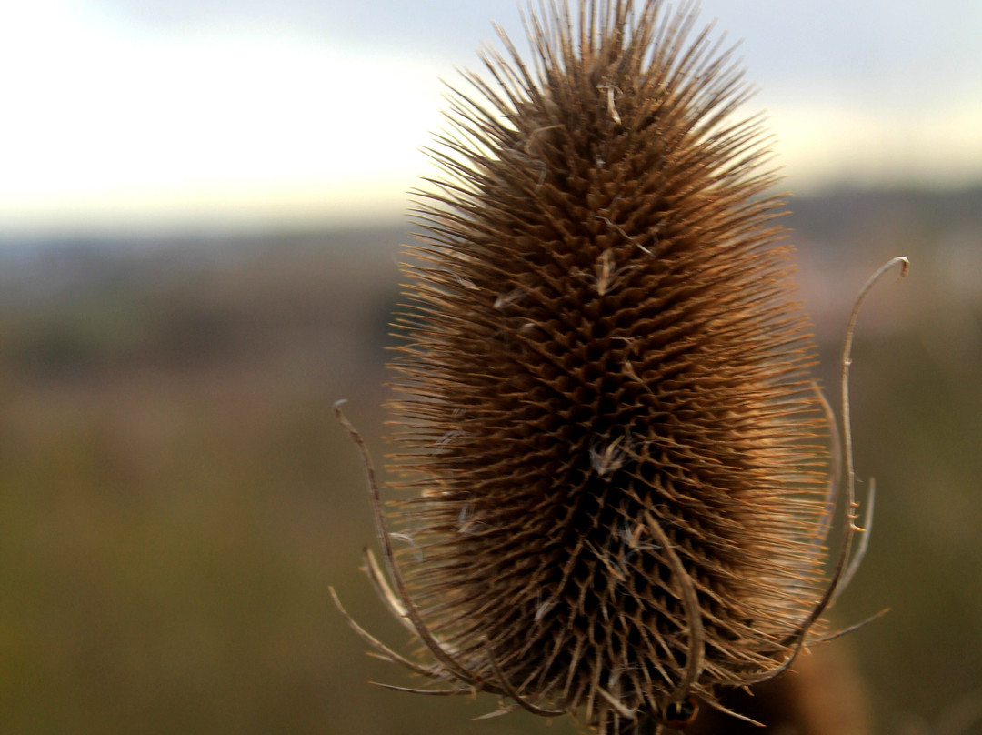 Gedling Country Park景点图片
