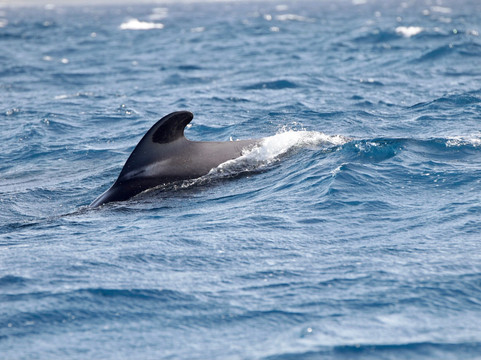 Bonadea Ii Eco Whale Watching-特内里费岛必去景点