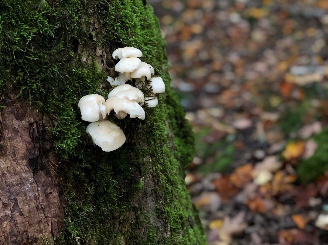 Laughing Whitefish Falls-缪尼辛必去景点
