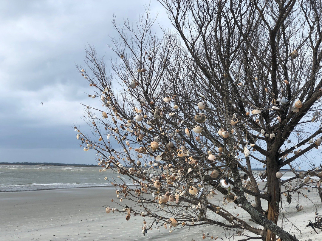 Folly Beach County Park景点图片