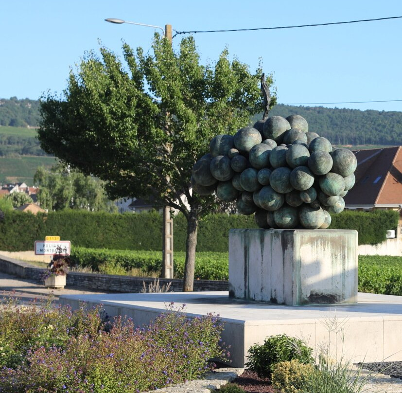 Grappe De Raisin De Puligny-montrachet景点图片