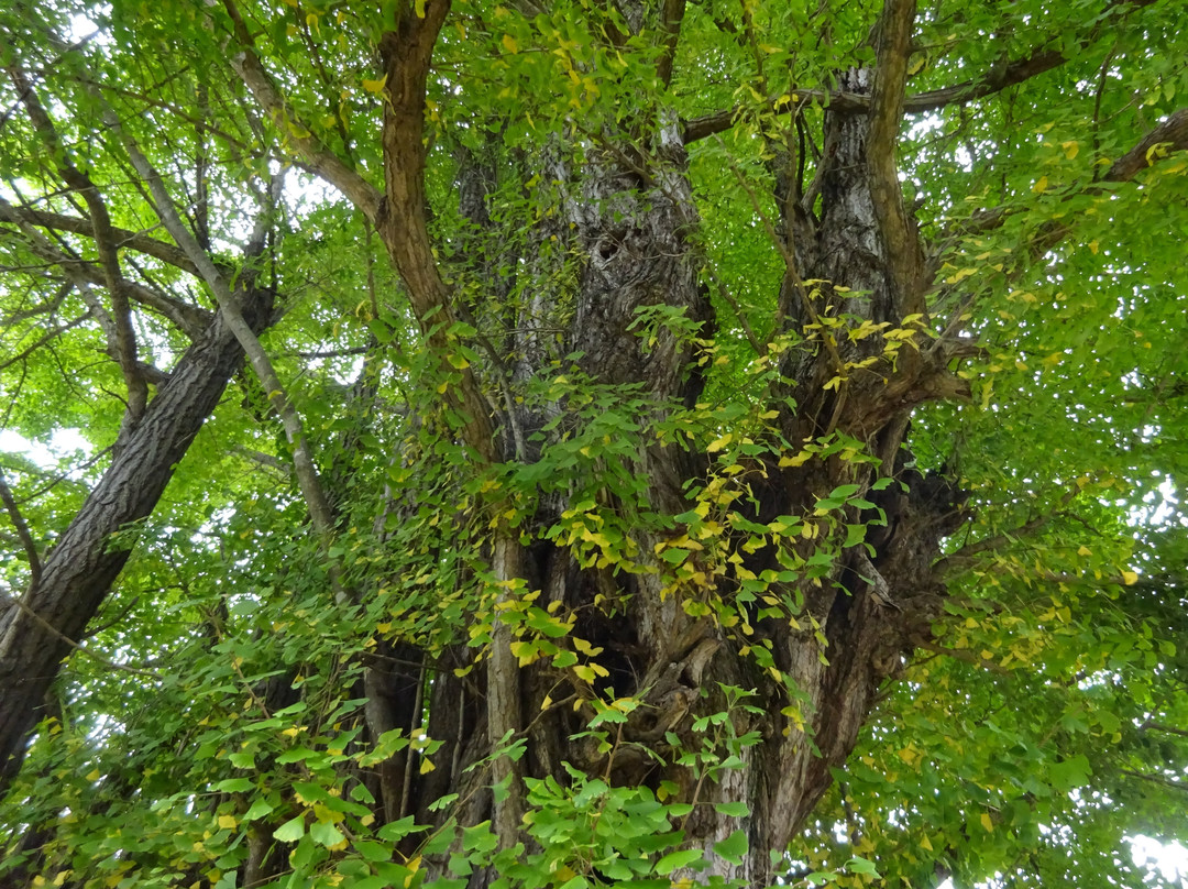 Kunikami no Daiicho景点图片