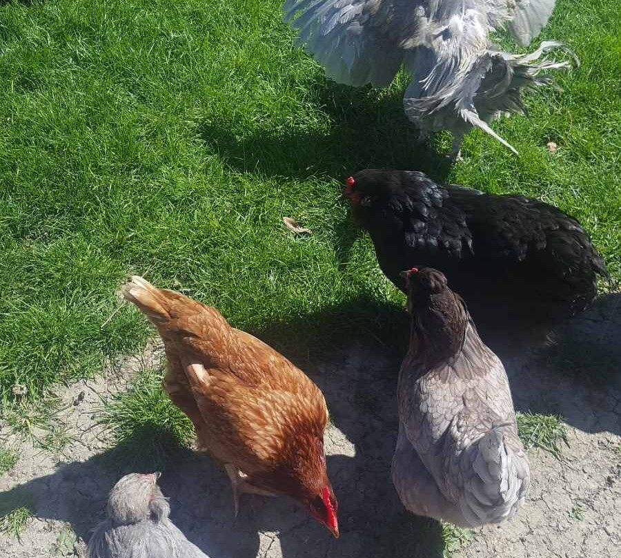 Martinborough Manor景点图片