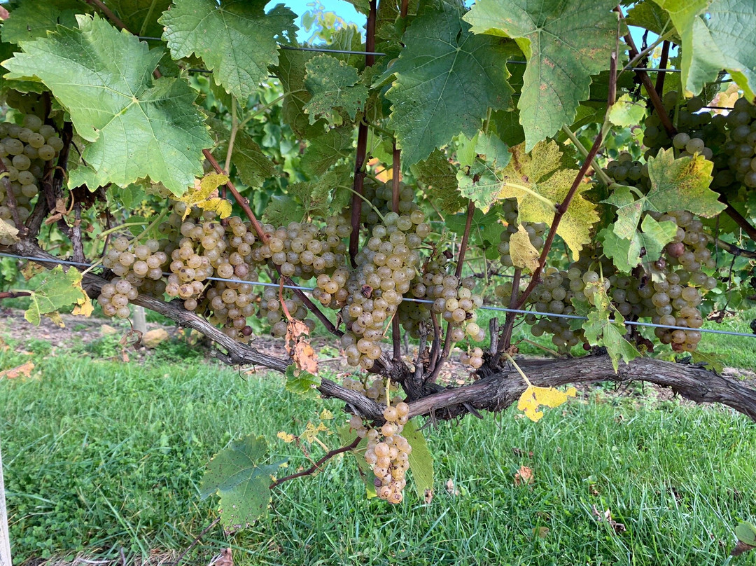 MountainRose Vineyards-Wise必去景点