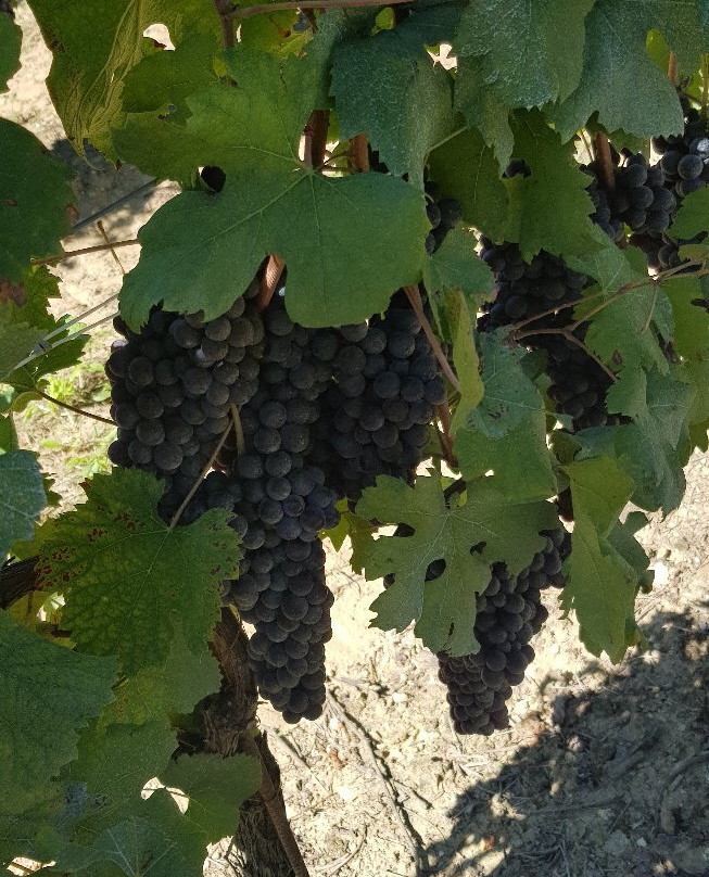 Maurilio Vaira Tenuta del Barone-Narzole必去景点