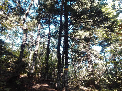 Drasiko Chorio Livadaki主图