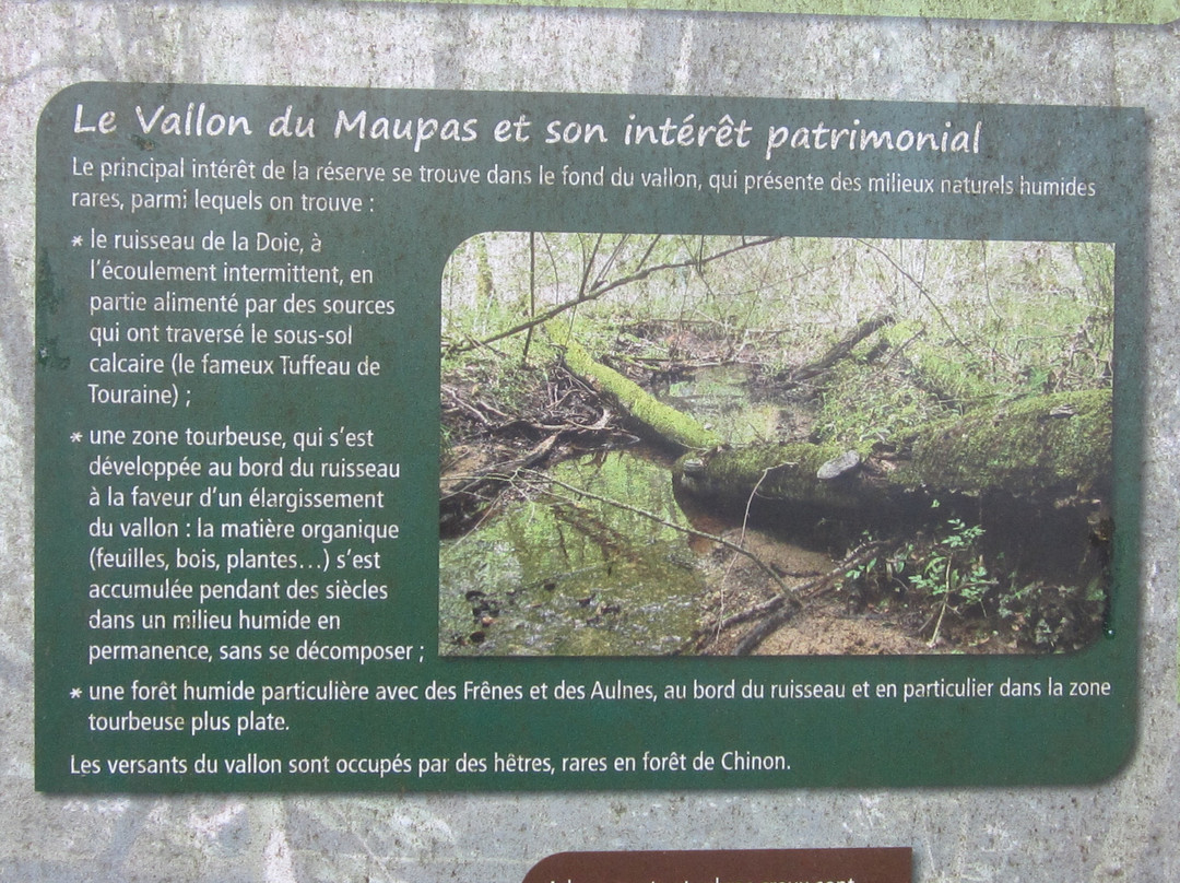 Forêt de Chinon景点图片