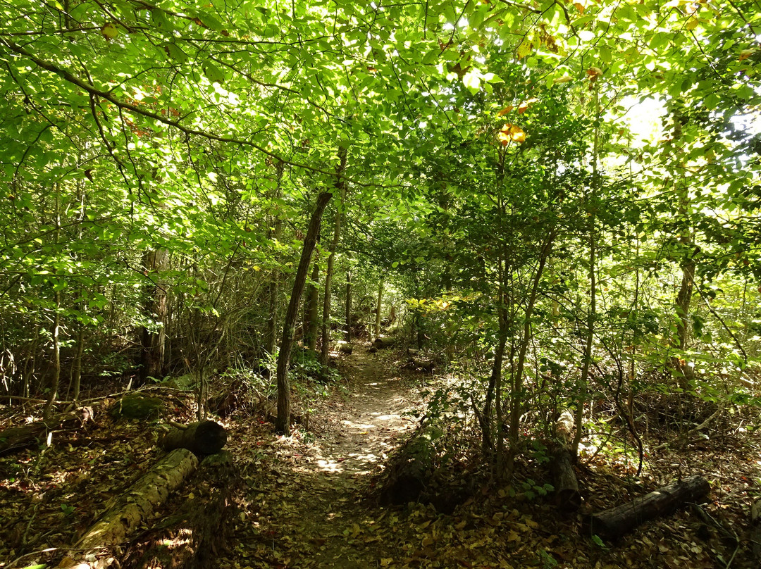 Prince William Forest Park景点图片