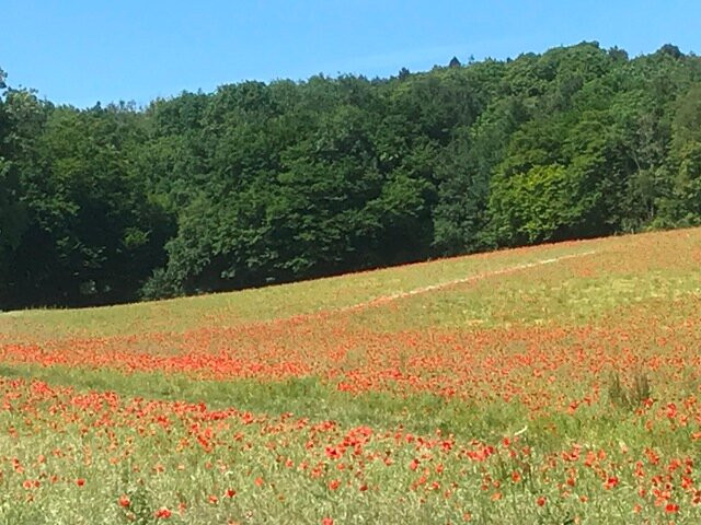 Ranscombe Farm Reserve景点图片