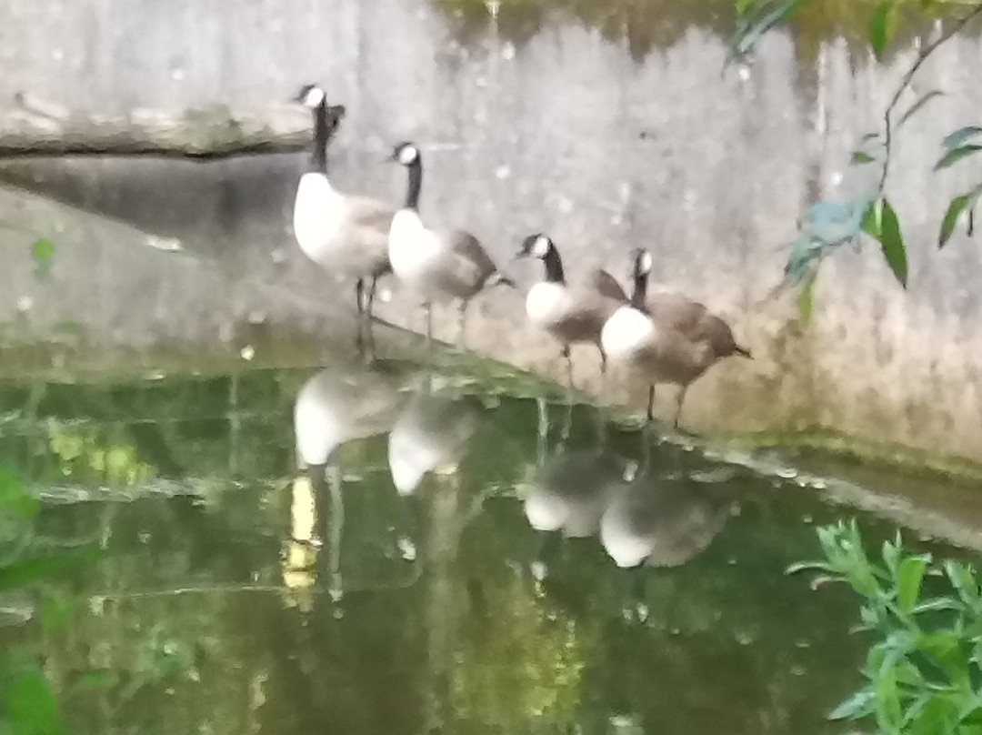 Deep Hayes Country Park景点图片