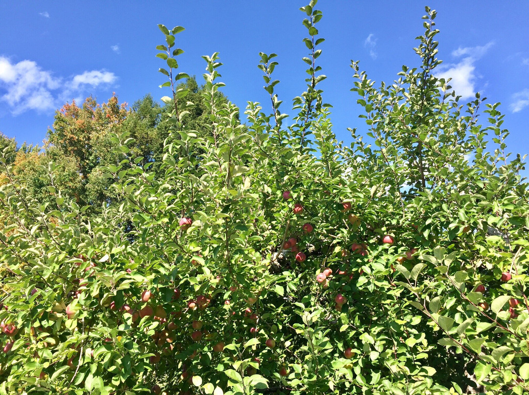 Honey Pot Hill景点图片