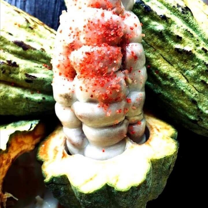 Hacienda Cacaotera Jesus Maria景点图片