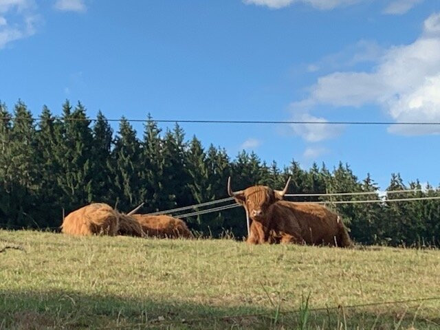 Pfaus Heidburg主图